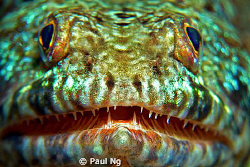 Hi Divers! by Paul Ng 